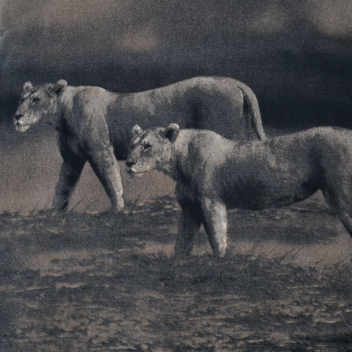 Close-up of two lions in the dark landscape graphic on back of T-shirt
