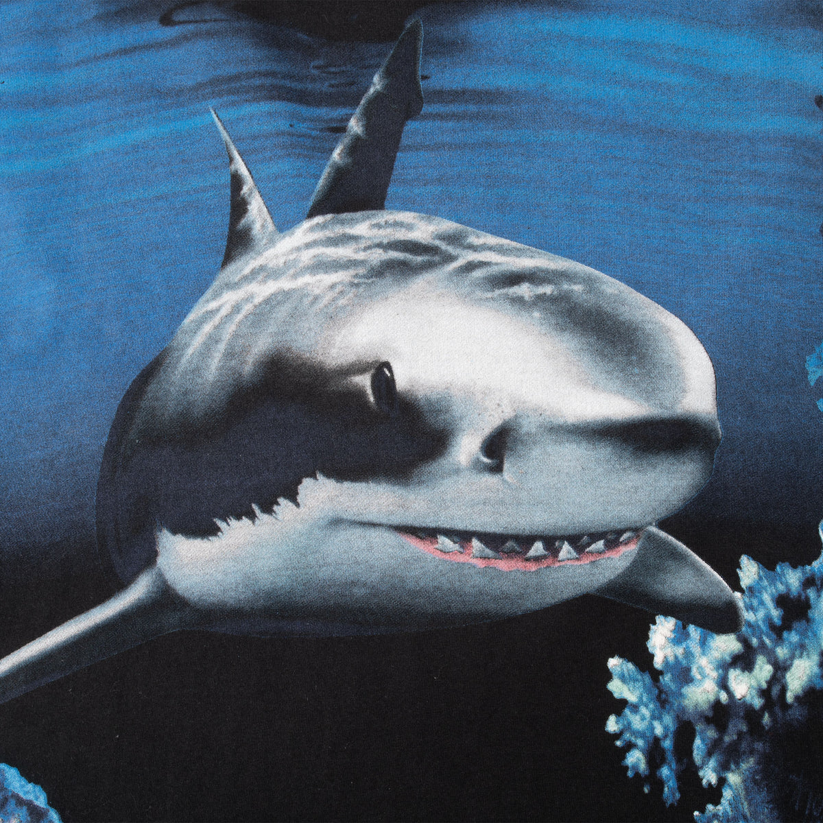Close-up of shark graphic with blue ocean and coral details