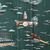 Close-up of shirt button and scenic print featuring rowers, water, trees, and a bridge