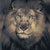 Close-up of brown lion face graphic on front of black T-shirt